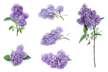 Outdoor kussens Set of fragrant lilac flowers on white background © New Africa
