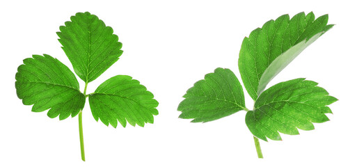 Green strawberry leaves on white background. Banner design