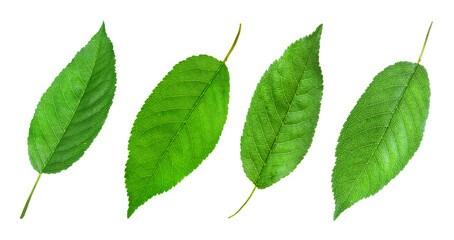 Set of green cherry leaves on white background. Banner design