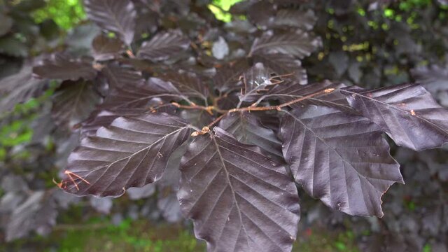 Fagus sylvatica - Purpurea Latifolia plant leafs close up. Beautiful Copper Beech Tree purple coloured leafs