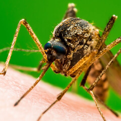 Malaria Infected Mosquito Bite on Green Background. Leishmaniasis, Encephalitis, Yellow Fever, Dengue, Malaria Disease, Mayaro or Zika Virus Infectious Culex Mosquito Parasite Insect Macro.