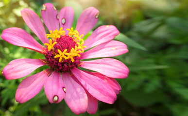 Obraz premium Zinnia flower in garden, selective focus, macro photo of nature plant flower.