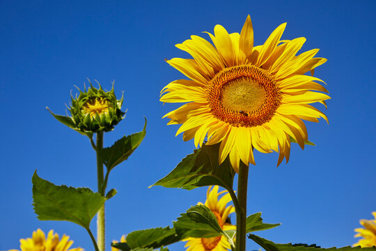 Vivid yellow sunflower growing against bright blue sky with a bee on it and a new budding flower in photo too