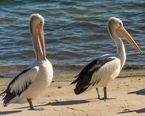 Pelicans on the beach