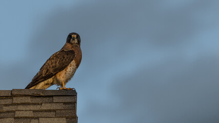 Swainson's Hawk (Buteo swainsoni) bird of prey perched on a roof top at sunset. Beautiful wild hawk...