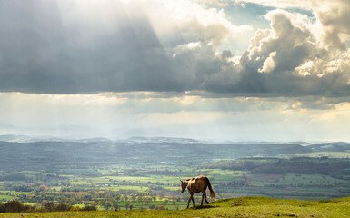 Horse and View