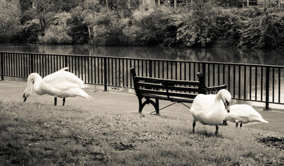 Swans and Bench