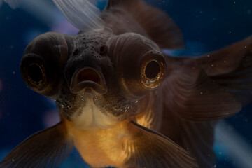 Black goldfish closeup staring at camera