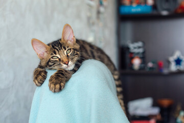 Little charcoal longhair bengal kitty laying on the backrest of an armchair at home