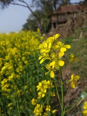 field of yellow and bright mustard flowers