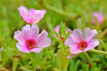 Fototapeta premium Close up Pink Portulaca oleracea flowers When the light shines in the morning