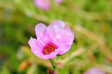 Fototapeta na wymiar Close up Pink Portulaca oleracea flowers When the light shines in the morning