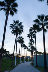 Palm Trees in Park