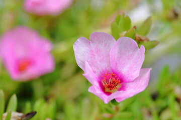 Close up Pink Portulaca oleracea flowers When the light shines in the morning