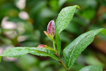 Ochna kirkii Oliv,Mickey Mouse plant, newly released leaves are the top part of the leaves that are brown and glossy when exposed to sunlight