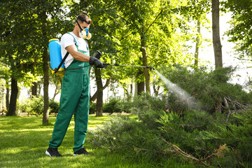 Worker spraying pesticide onto green bush outdoors. Pest control