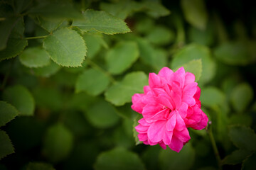 Fototapeta premium 濃いピンクの花