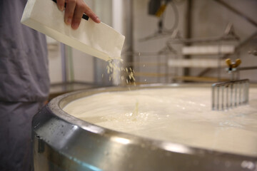 Worker adding culture to milk in curd preparation tank at cheese factory, closeup