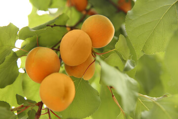 Delicious ripe apricots on tree outdoors, closeup