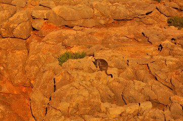 Rock wallaby hopping across a steep rocky cliff face 
