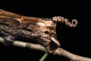 Tail closeup of Death's Hawk Moth (Acherontia lachesis) Family Sphingidae