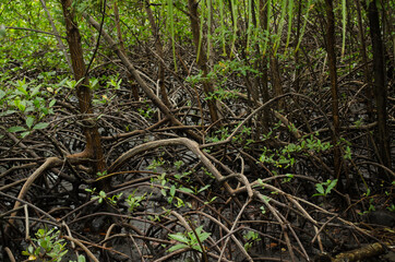 Mangrove
