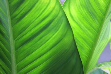 Green Leaf