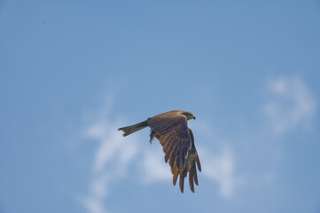 black kite in flight