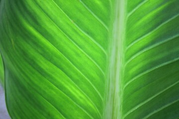 Green Leaf