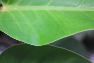 Green Leaf