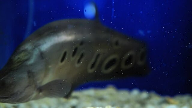 indian knife Fish Chitala ornata in the aquarium. selective focus