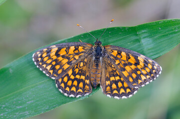 ウスイロヒョウモンモドキ（岡山県・新見市）