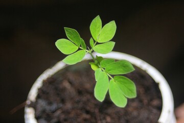 Green Leaf