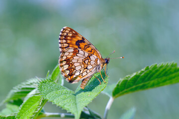 ウスイロヒョウモンモドキ（岡山県・新見市）