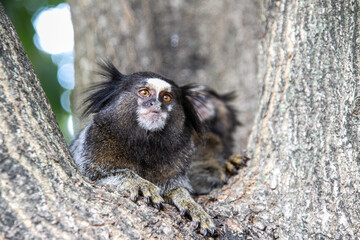 Saguí o mono estrella de Brasil