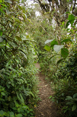 Path through forest