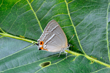 ヒロオビミドリシジミの雌（岡山県・新見市）