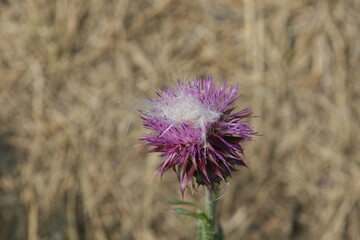 Purple Thistle Turning To Seed