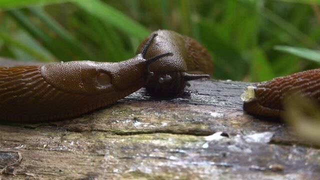 Close up view of common brown Spanish slug on wooden log outside. Big slimy brown snail slugs crawling in the garden