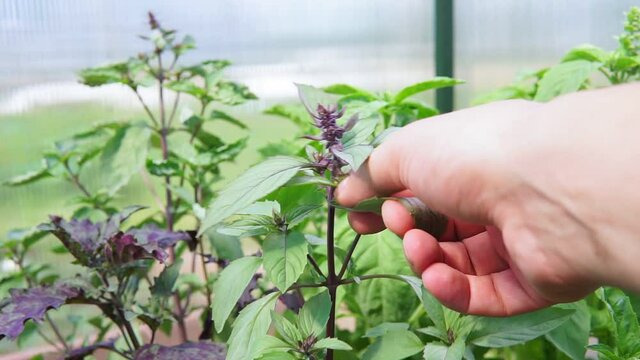 seedlings of basil. selective focus. Basil leaves. the harvest of useful spices