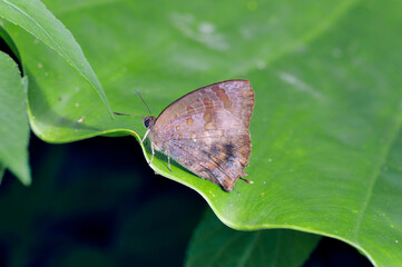 ムラサキツバメ（沖縄県・石垣島）