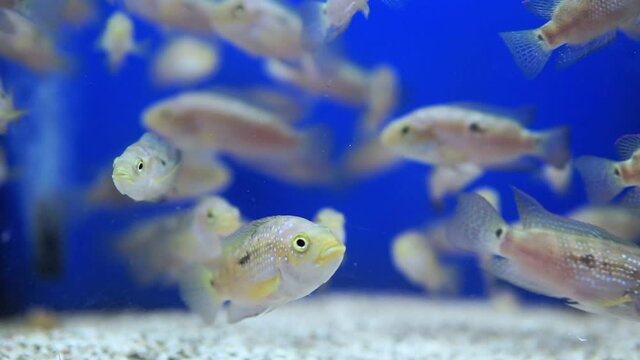 Colorful of ornamental fish, African cichlids. it is an African cichlids in Cichlidae family. selective focus in the aquarium