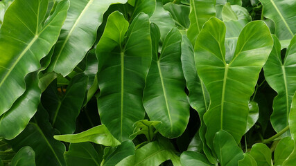 Details of the nature for background 