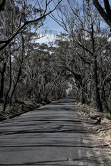 Scenes from Hat Hill Rd, at Blackheath, The Blue Mountains, after the bushfires of Jan 2020, and in a state of recovery.