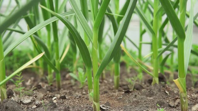 Green leaves garlic close-up selective focus. the cultivation of spices, organic farm