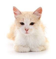 Fototapeta premium Kitten on white background.