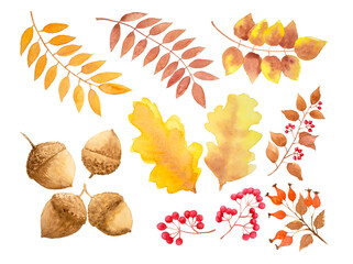 Autumn fallen leaves brown acorn oak fruit watercolor illustration © Arunee