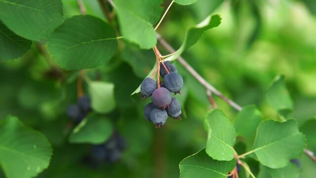 decorative fruit bushes of Saskatoon berries inky hue, as the source for design. Pacific serviceberry, western serviceberry on the branches