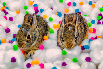 2 Tiny Bunnies on Cotton Balls