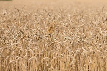 Kornfeld, Getreide,  Weizen